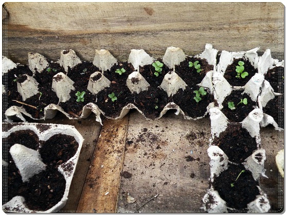 Werfen Sie Ihre leeren Eierkartons nicht weg: 3 Tipps, wie Sie sie verwenden können