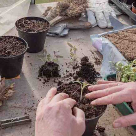 Werfen Sie alten Kompost nicht weg! Auf diese Weise können Sie es wiederverwenden!