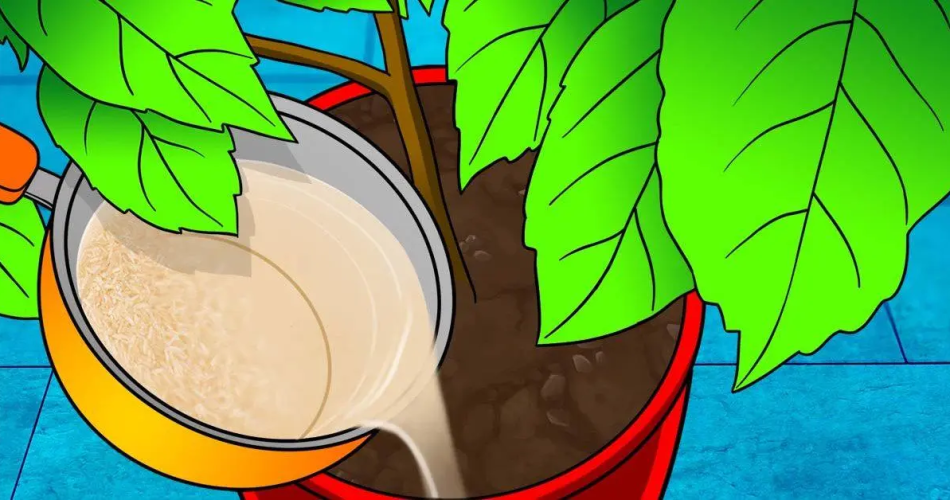 Werfen Sie das Reiskochwasser nicht weg: Gießen Sie Ihre Pflanzen damit, Sie sparen viel