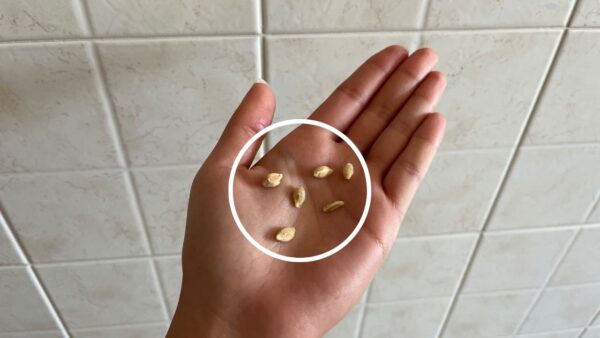 Werfen Sie die Samen niemals weg, wenn Sie die Zitrone auspressen: Sie sind sehr nützlich, wenn Sie sie auf diese Weise wiederverwenden