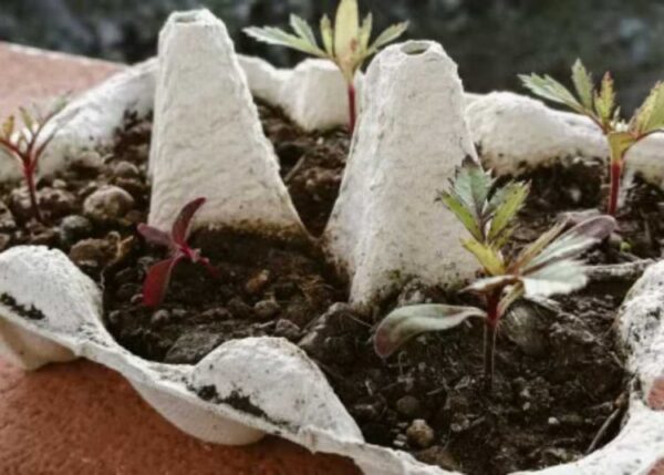 Werfen Sie es nicht weg: Machen Sie Ihre eigenen Samengläser aus einem Eierkarton