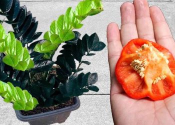 Werfen Sie es nicht weg, es ist Gold wert für Pflanzen: Sie werden sehen, wie sie sichtbar wachsen