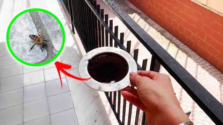 Wespen und Bienen werden Ihren Balkon hassen, sobald Sie dieses Produkt anbringen