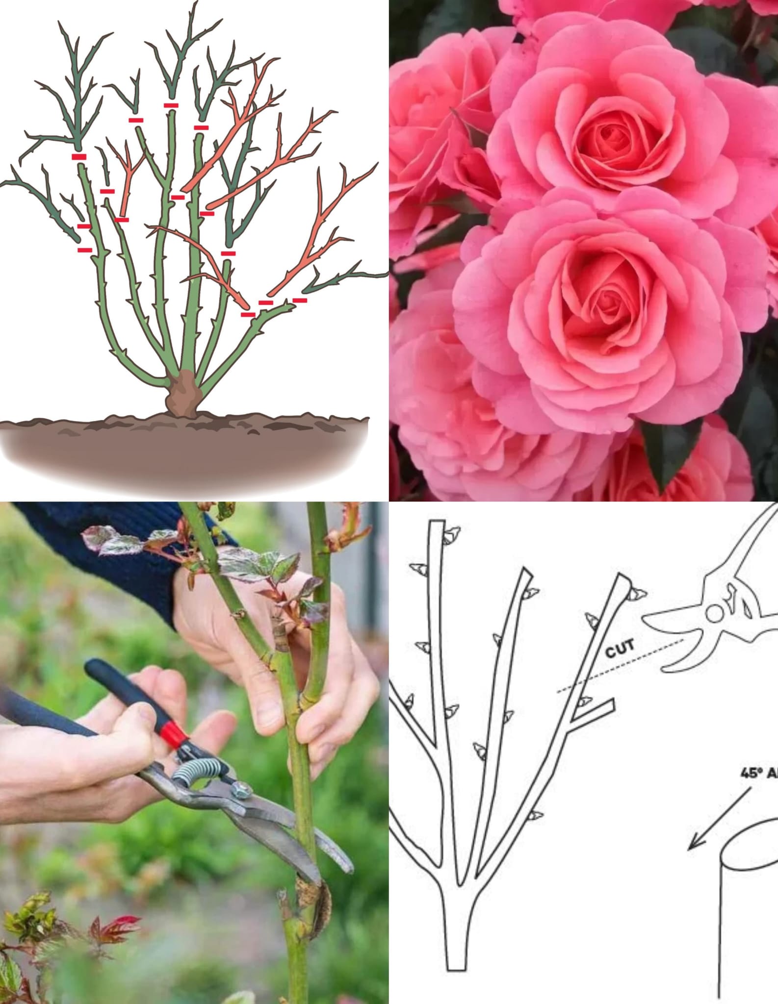 Wie Sie Ihre Rosen beschneiden, um das Blühen zu maximieren. Eine vollständige Schritt-für-Schritt-Anleitung