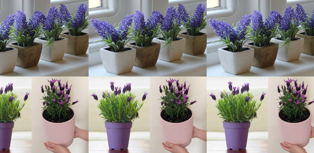 Wie Sie Lavendel anbauen, um Ihr ganzes Zuhause zu parfümieren