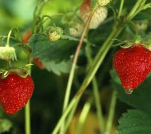 Wie baut man Erdbeeren an?