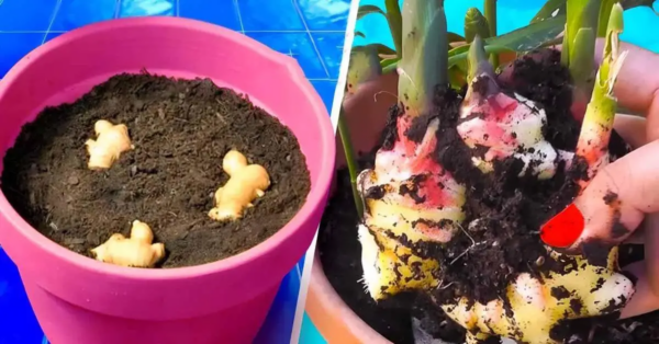 Wie baut man Ingwer zu Hause an?