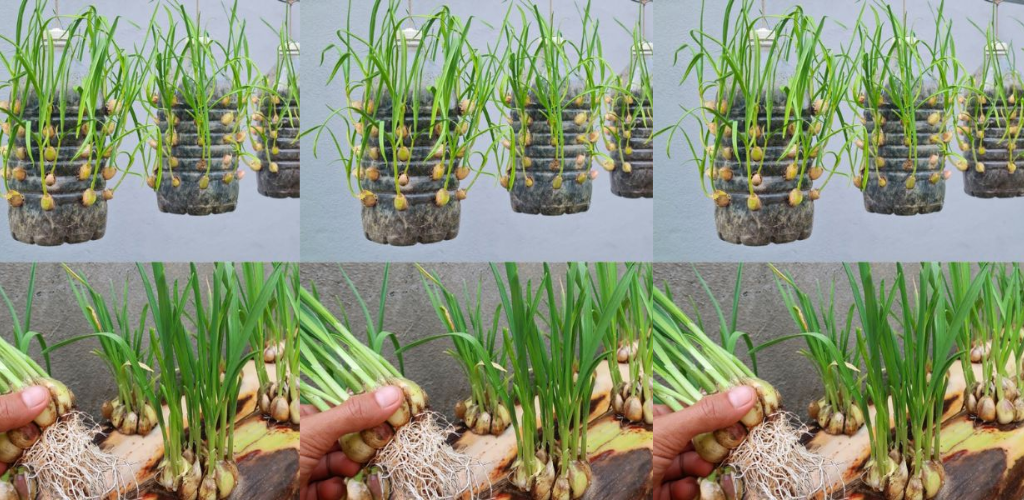 Wie baut man Knoblauch an, um zu Hause reichlich davon zu haben?