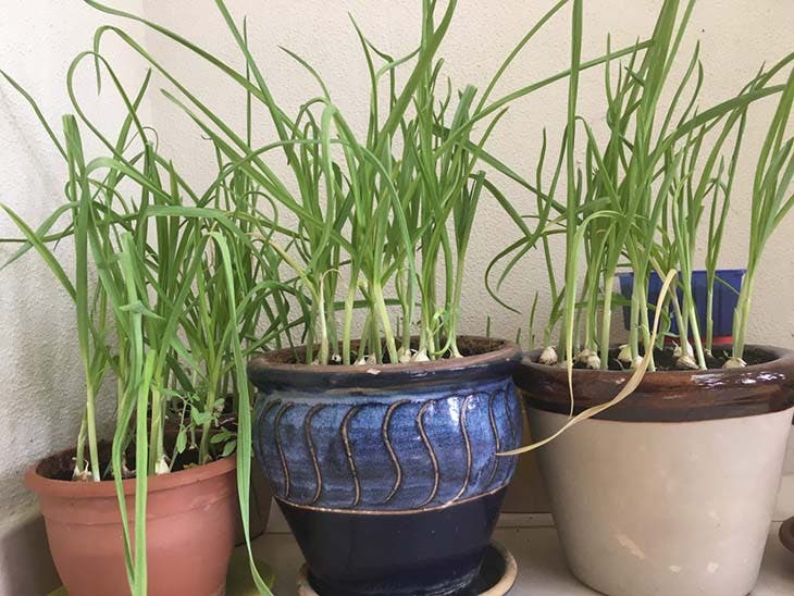 Wie baut man Knoblauch an, um zu Hause reichlich davon zu haben? 2 Knoblauch pflanzen