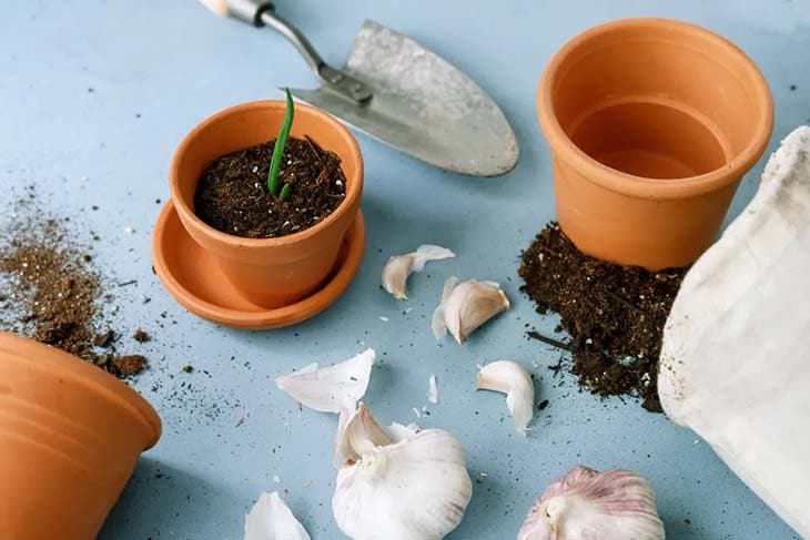 Wie baut man Knoblauch an, um zu Hause reichlich davon zu haben? 5 Knoblauch verpflanzen