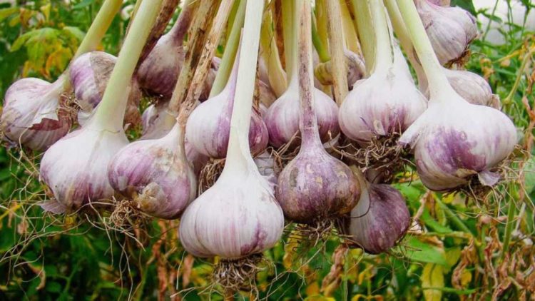 Wie baut man Knoblauch an?