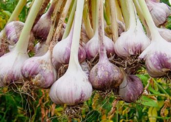 Wie baut man Knoblauch an?