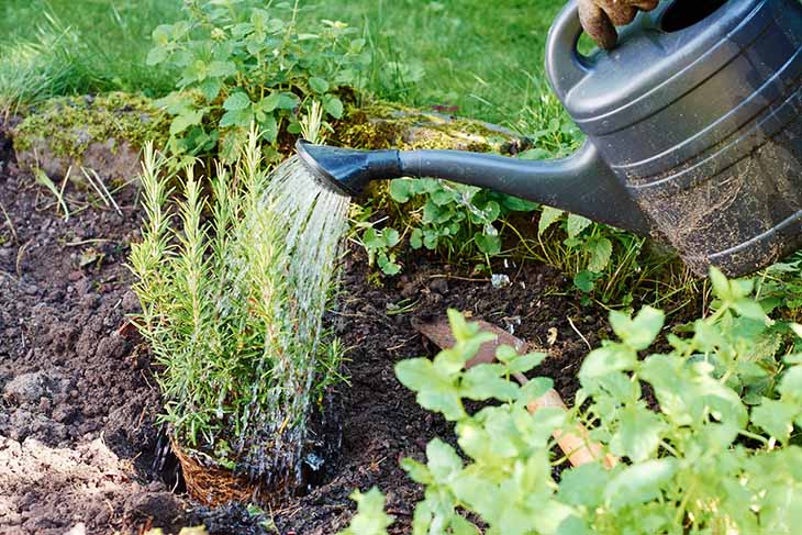 Wie baut man Rosmarin auf dem Balkon an? 3 Bewässerung