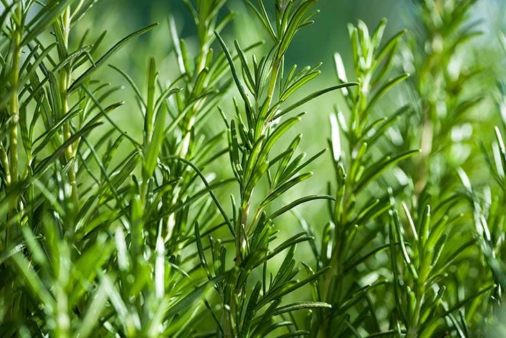 Wie baut man Rosmarin auf dem Balkon an? 4 Rosmarin