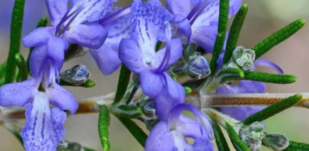 Wie baut man Rosmarin auf dem Balkon an?