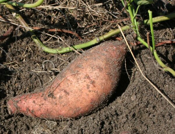 Wie baut man Süßkartoffeln in Ihrem Garten an?