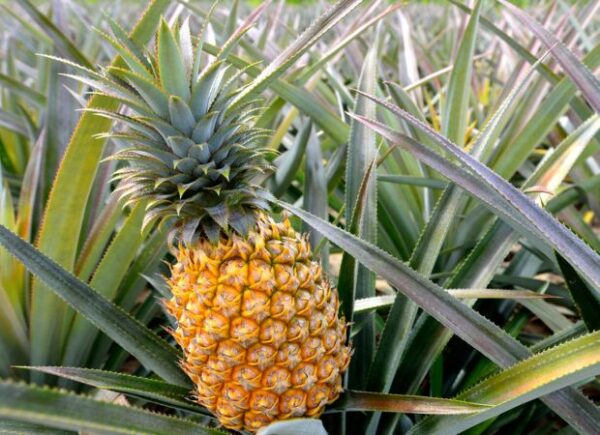 Wie baut man aus der Frucht eine Ananas an?
