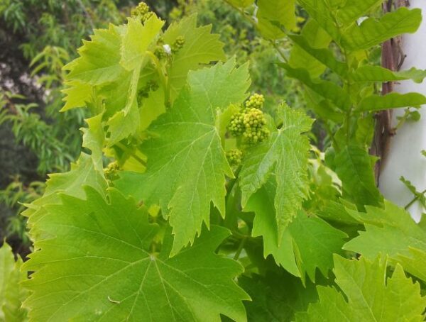 Wie baut man seine eigenen Reben an und hat schöne Trauben?