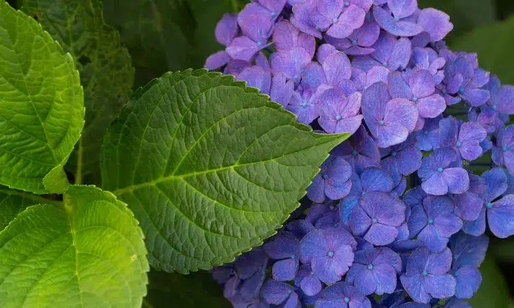 Wie bekomme ich blaue Hortensien?