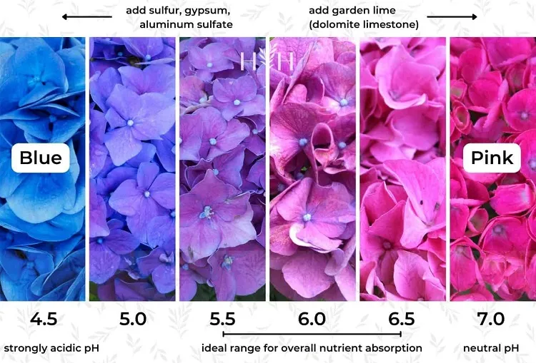 So ändern Sie die Farbe von Hortensien