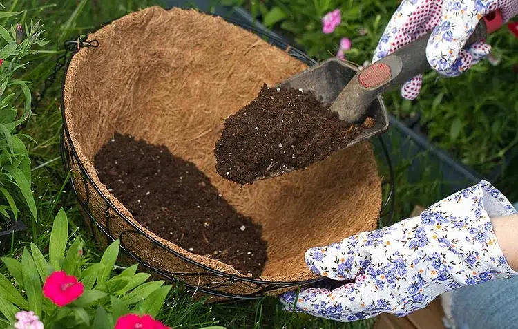 Omas Rezept für wunderschöne Geranien