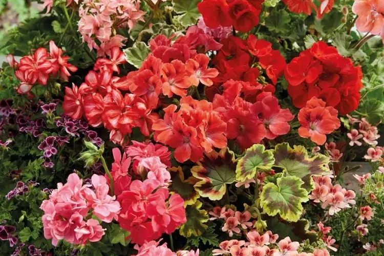 Wie bekommt man gut blühende Geranien? Tipps für eine magische Blüte!