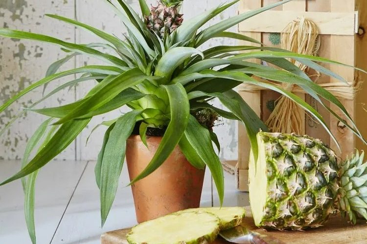 Wie bewahrt man eine Ananas im Topf auf, damit sie Früchte trägt?