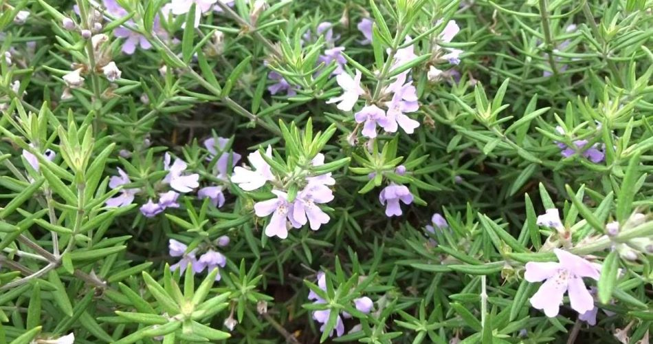 Wie bringen Sie Ihre Rosmarinpflanze zum Blühen? Schritt für Schritt, um es zu erreichen