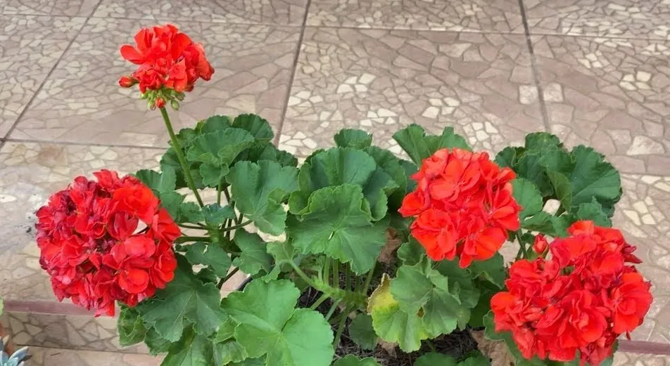 Wie bringt man Geranien zum üppigen Blühen?