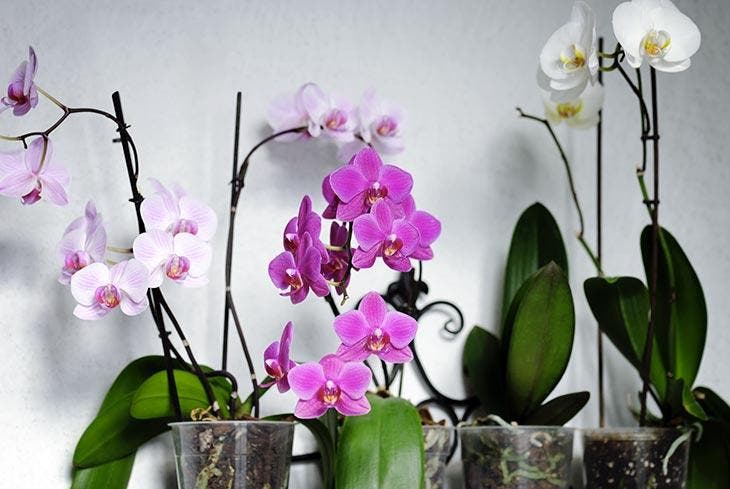 Wie bringt man Orchideen das ganze Jahr über zum Blühen? Geben Sie eine einzelne Zutat in das Gießwasser 2 Orchideen