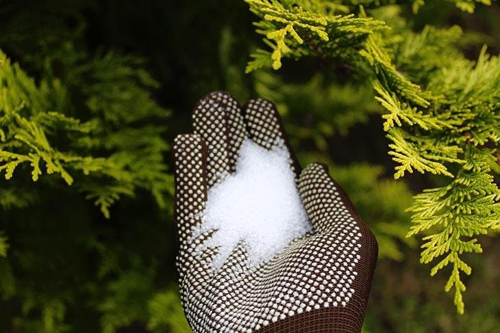 Wie bringt man Orchideen das ganze Jahr über zum Blühen? Geben Sie eine einzelne Zutat ins Gießwasser 4 Bittersalz