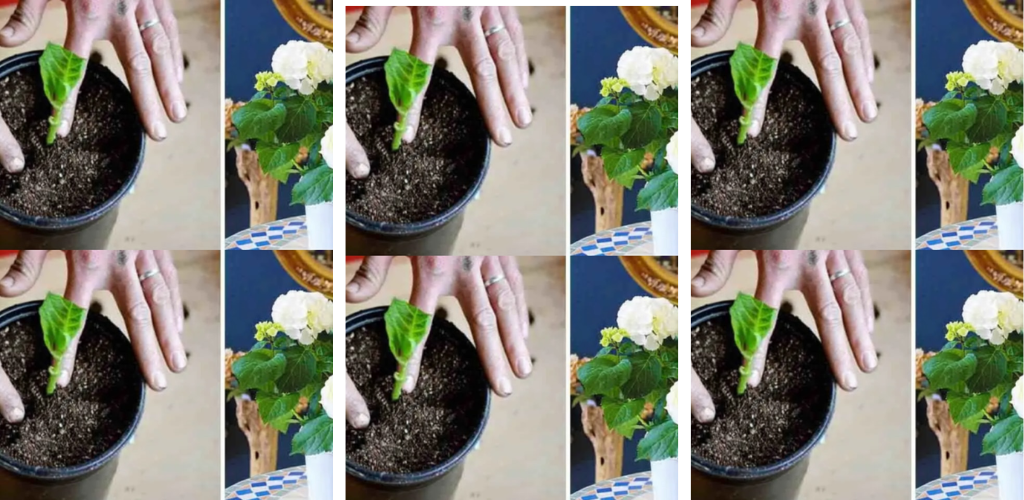 Wie eine Sorte eine Hortênsia in einem Gefäß anbaut: Eine Linda Flor que vai cheirar como toda a home