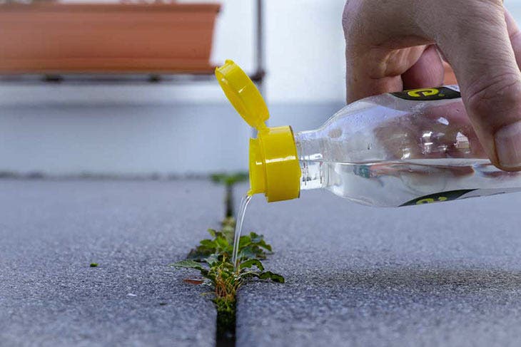 Wie entfernt man Unkraut und Moos auf Pflastersteinen? 2 Weißer Essig auf einem Unkraut