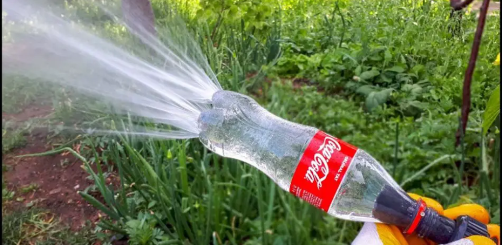 Wie gießt man Pflanzen auf Reisen? 4 nützliche Tipps