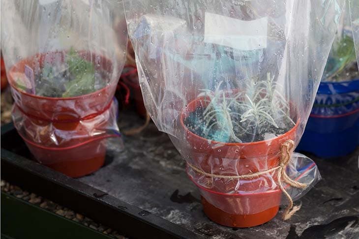 Wie gießt man Pflanzen auf Reisen? 4 nützliche Tipps 5 Gewächshaus aus Kunststoff