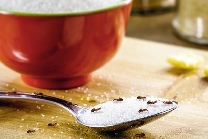 Ameisenbefall in der Küche