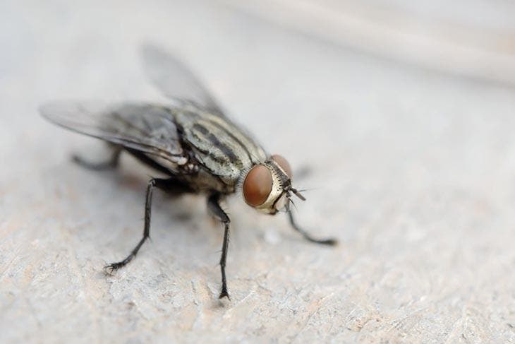 Aussehen der Fliege zu Hause