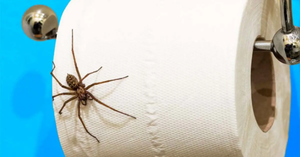 Wie hält man Spinnen von zu Hause fern? 4 Tipps, um sie für immer zu verscheuchen