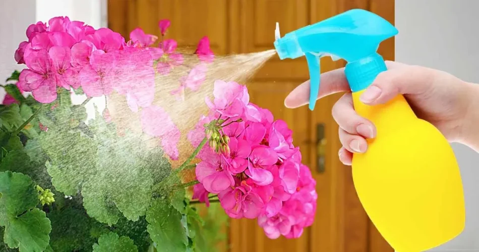 Wie kann man Ameisen und Schildläuse beseitigen, die Pflanzen zerstören?