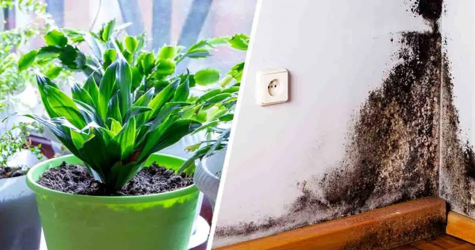 Wie kann man Feuchtigkeit und Schimmel zu Hause loswerden? 3 Pflanzen, um sie in kurzer Zeit zu beseitigen