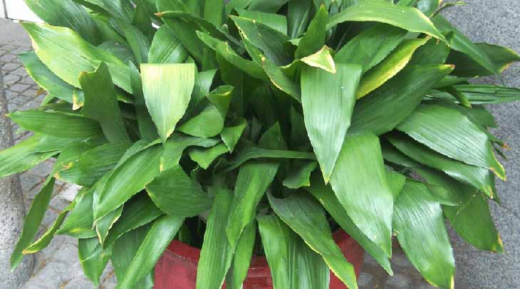 Aspidistra