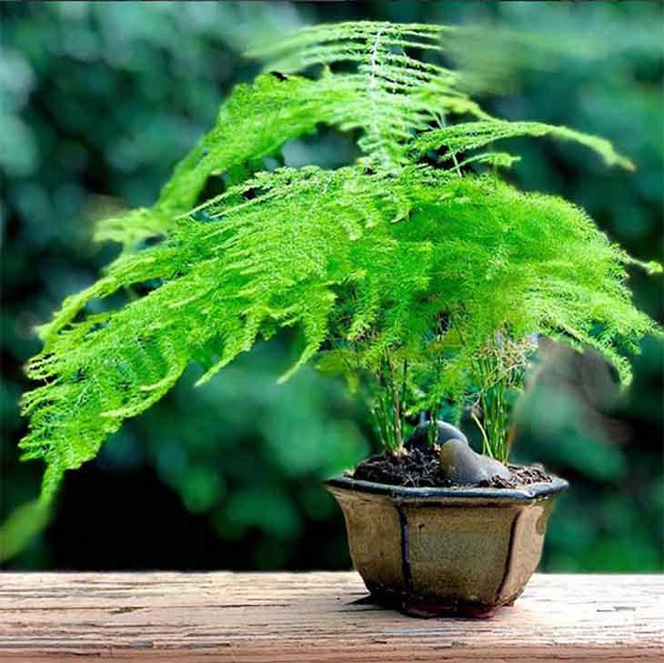 Aspargus setaceus Plumosus