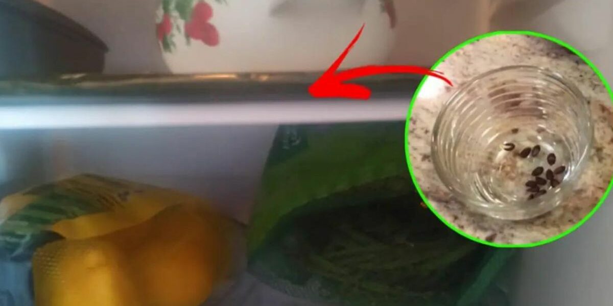 Wie kann man Sämlinge züchten, indem man Apfelkerne in den Kühlschrank stellt?