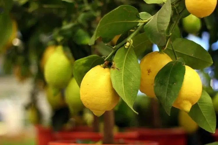 Wie kann man das Wachstum eines Zitronenbaums steigern? Praktische Ratschläge