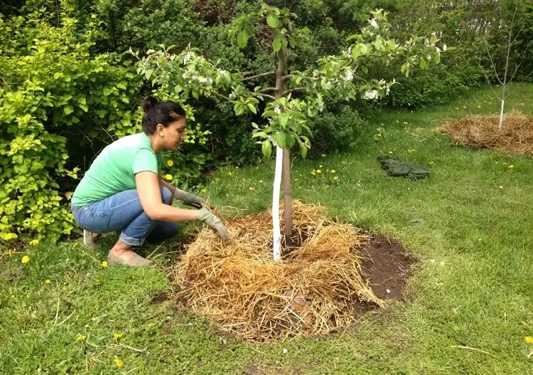 stimulieren das Wachstum eines Zitronenbaums