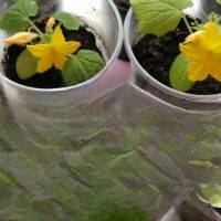 Wie kann man das Wurzelsystem von Gurken vergrößern?!