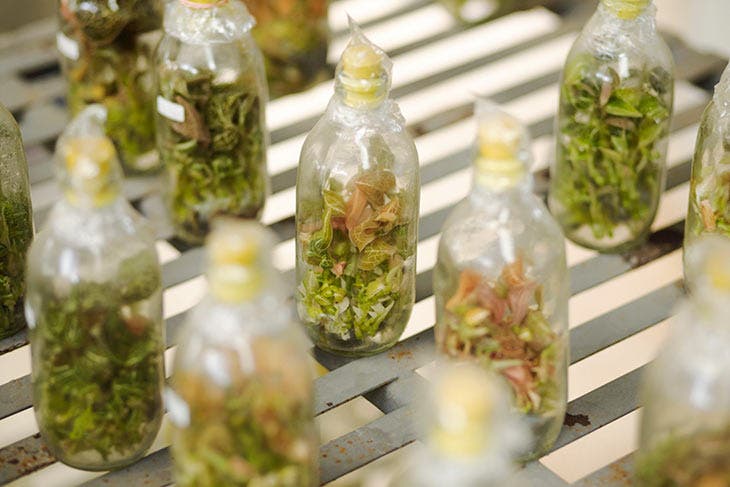 Orchideenzucht in der Flasche