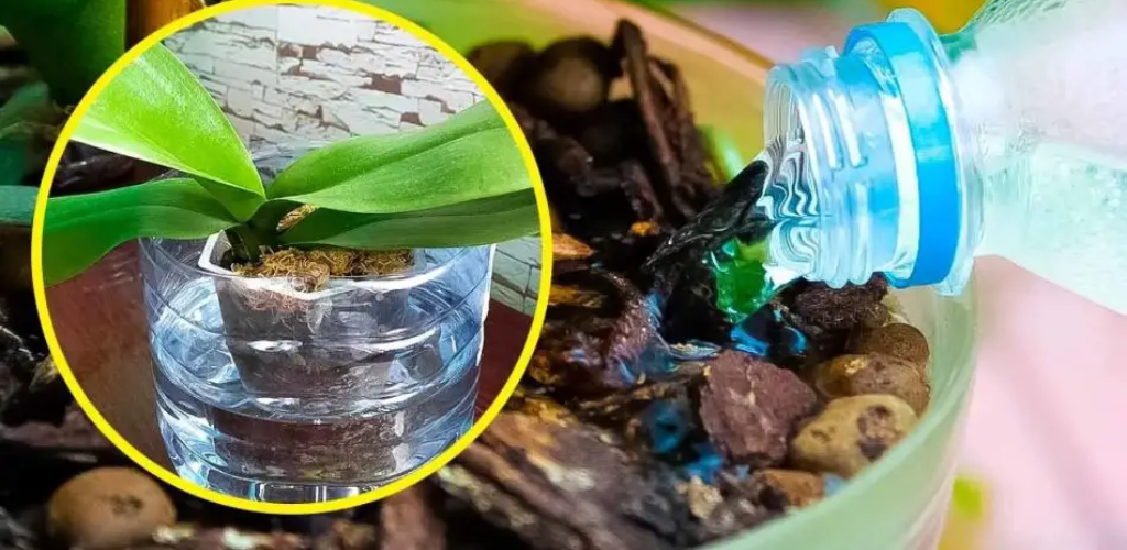 Wie kann man eine Orchidee bis ins Unendliche vermehren und zu Hause wunderschöne Blumen haben? Alles, was Sie brauchen, ist eine Plastikflasche.