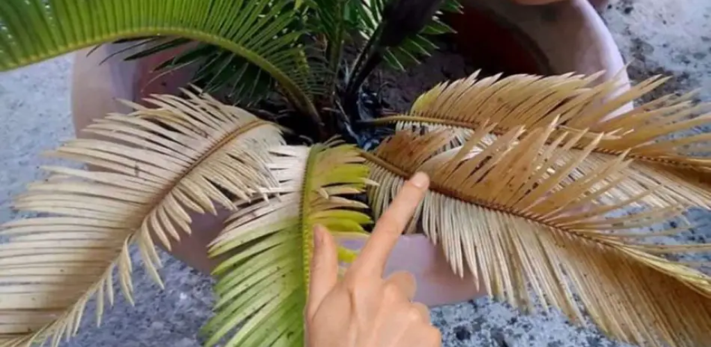 Wie kann man gelbe Cycas-Blätter heilen? Hier ist die von Gärtnern verwendete Lösung