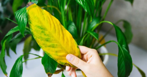 Wie kann man mit Knoblauch eine verwelkte Zimmerpflanze retten?